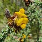 Argyrolobium fischeri flower picture by susan brown (cc-by-sa)