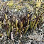 Elaphoglossum mathewsii habit picture by Fabien Anthelme (cc-by-sa)