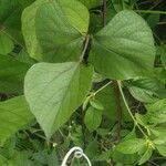 Canavalia rosea leaf picture by Rajendra Rajendra Choure (cc-by-sa)