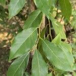 Lindera communis leaf picture by Dieter Albrecht (cc-by-sa)