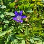 Gentiana calycosa flower picture by Caleb Luther (cc-by-sa)