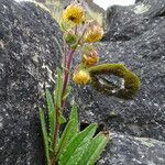 Senecio rhizomatus habit picture by Fabien Anthelme (cc-by-sa)