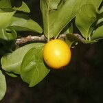 Ximenia americana fruit picture by Nelson Zamora Villalobos (cc-by-nc)