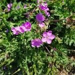 Erodium acaule flower picture by Mireille Roubaud (cc-by-sa)