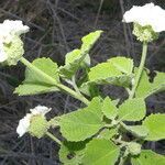 Varronia macrocephala habit picture by Nelson Zamora Villalobos (cc-by-nc)