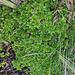 Azorella multifida habit picture by Fabien Anthelme (cc-by-sa)