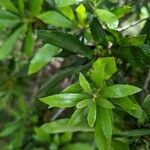 Myrica californica leaf picture by Johnny Poppyseed (cc-by-sa)