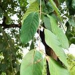 Terminalia chebula leaf picture by Dieter Albrecht (cc-by-sa)