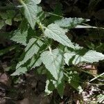 Campanula trachelium leaf picture by Philippe Levarlet (cc-by-sa)