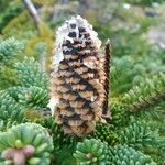 Abies balsamea fruit picture by norbert verneau (cc-by-sa)