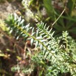 Micromeria juliana leaf picture by Emanuele Santarelli (cc-by-sa)