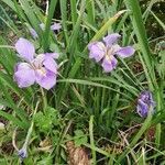 Iris unguicularis leaf picture by lucycucci (cc-by-sa)