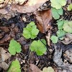 Tiarella cordifolia habit picture by Bianca Legault (cc-by-sa)