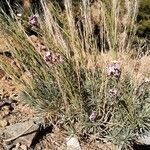 Erysimum scoparium habit picture by Udo Herkommer (cc-by-sa)