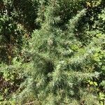 Cedrus deodara habit picture by Ghislave Sosnowski (cc-by-sa)