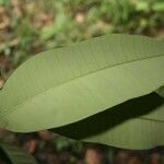 Aspidosperma album leaf picture by Jean-François Molino (cc-by-sa)