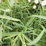 Gypsophila elegans leaf picture by Chris Tian (cc-by-sa)