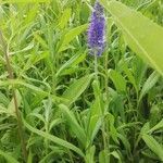 Veronica spicata flower picture by Severine Vidal (cc-by-sa)