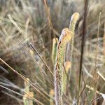 Jamesonia goudotii leaf picture by Fabien Anthelme (cc-by-sa)