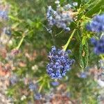 Ceanothus impressus flower picture by Dan Maxwell (cc-by-sa)