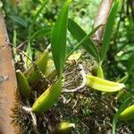 Bulbophyllum occultum leaf picture by Jean-Christophe Lombardo (cc-by-sa)