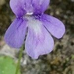 Pinguicula longifolia flower picture by Stéphane Mars (cc-by-sa)