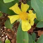 Hibbertia scandens flower picture by Caleb fletcher (cc-by-sa)