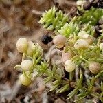 Galium arenarium fruit picture by Pierre LEON (cc-by-sa)