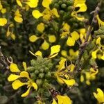 Vella pseudocytisus flower picture by Diego Alex (cc-by-sa)