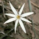 Tristagma patagonicum flower picture by Daniel Barthelemy (cc-by-nc)