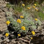 Artemisia glacialis flower picture by Fabien Anthelme (cc-by-sa)