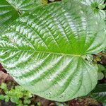 Ipomoea philomega leaf picture by SINAC Pérez Greivin (cc-by-sa)