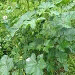 Malva sylvestris habit picture by Apolline Leclerc (cc-by-sa)