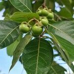 Byrsonima crassifolia fruit picture by Roshan Tailor (cc-by-sa)