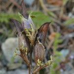 Pedicularis pyrenaica fruit picture by Llandrich anna (cc-by-sa)