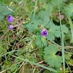 Geranium pyrenaicum habit picture by Jean-Marie Frenoux (cc-by-sa)