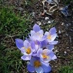 Crocus pulchellus flower picture by burcu_9 (cc-by-sa)