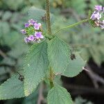 Lantana trifolia leaf picture by Maarten Vanhove (cc-by-sa)