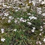 Gypsophila repens flower picture by Frédéric Gauchet (cc-by-sa)