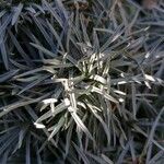 Dianthus plumarius leaf picture by Palo Rapos (cc-by-sa)