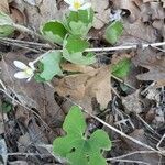 Sanguinaria canadensis habit picture by Carole England (cc-by-sa)