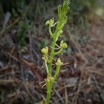 Liparis disepala flower picture by Richard Chesher (cc-by-sa)