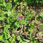 Talinum portulacifolium habit picture by susan brown (cc-by-sa)