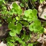 Sedum ternatum leaf picture by megan wolf (cc-by-sa)