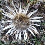 Carlina acaulis flower picture by Jean-Christophe Lombardo (cc-by-sa)