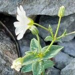 Cerastium latifolium leaf picture by Franco Colnago (cc-by-sa)