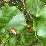 Pyrus calleryana fruit picture by ruby mehta (cc-by-sa)