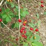 Erythroxylum coca fruit picture by Gonzalez Jairo (cc-by-sa)