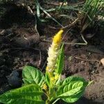 Celosia argentea flower picture by Rudolf Danielle Girado (cc-by-sa)