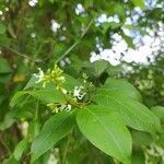 Citharexylum spinosum leaf picture by das koustav (cc-by-sa)